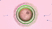 Human fertilisation, animation