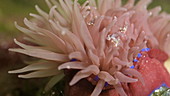 Strawberry anemone