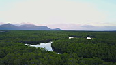 Mangroves, Australia