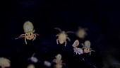 Globular springtails underwater