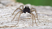 Male wolf spider attracting female