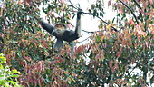 Red-shanked douc langur feeding