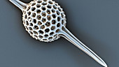 Druppatractus radiolarian, SEM