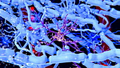 Microglia cells in the brain, animation