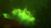 Gem anemone autofluorescence