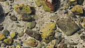 Timelapse of edible periwinkle moving in rockpool