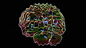 Rotating brain animation