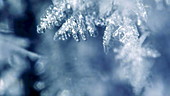 Snow crystal growth, timelapse