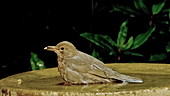 Blackbird regurgitating seed, slo-mo