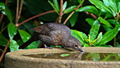 Female blackbird drinking, slow motion