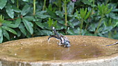 Long-tailed tit bathing, slow motion