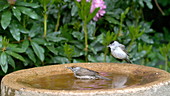 Blackcap bathing, slow motion