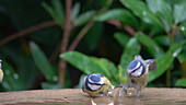 Blue tits fighting, slow motion