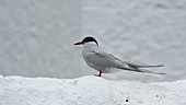 Arctic tern