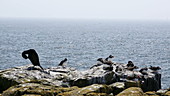Puffins and guillemots