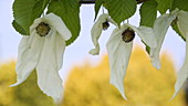 Handkerchief tree