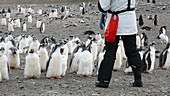 Gentoo penguins and tourists