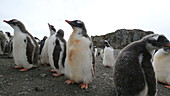 Gentoo penguin