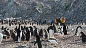 Tourists watching adelie penguins