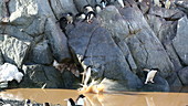 Adelie penguins