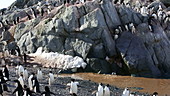 Adelie penguins