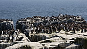 Guillemots and kittiwakes nesting