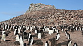 Adelie penguins