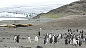 Gentoo penguin and elephant seal