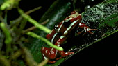 Male arrow poison frog carrying tadpole