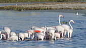 Greater flamingos feeding