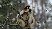 Verreaux's sifaka grooming tail
