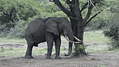 African elephant rubbing against tree