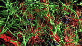 Brain cells and blood vessels, animation