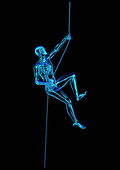 Anatomical man climbing rope, illustration