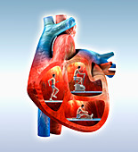 Cardiovascular exercise illustration