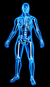 Human bones in blue anatomical model, illustration