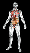 Human organs in transparent anatomical model, illustration