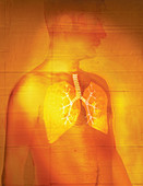 Man with transparent skin displaying lungs, illustration