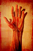 Muscles and tendons of hand, illustration