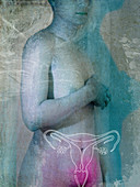 Female reproductive organs, illustration