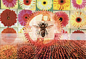 Pollination, conceptual illustration