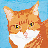 cat, illustration