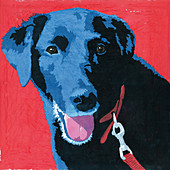 Labrador dog, illustration