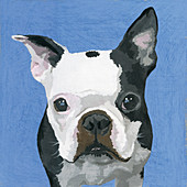 French Bulldog dog, illustration