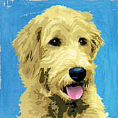 Wolfhound dog, illustration