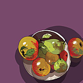 Bowl of apples and pears, illustration