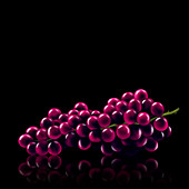 Bunch of red grapes, illustration
