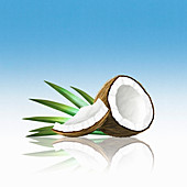 Pieces of coconut, illustration