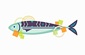 Fresh whole mackerel, illustration