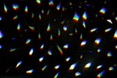 Abstract backgrounds pattern of rainbow lights, illustration